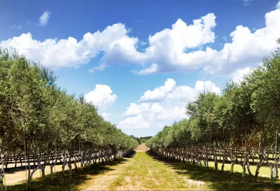 Azərbaycan Dağıstanda zeytun bağı və zavodu yaradılmasına investisiya yatırır