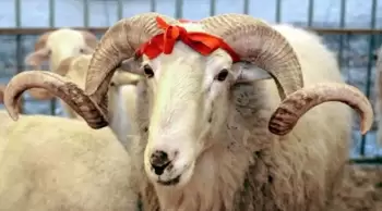 Qurban bayramının vaxtı məlum oldu